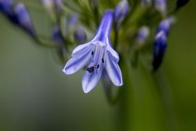 lily agapanthus blue macro recording