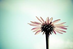 gerbera on a blue background