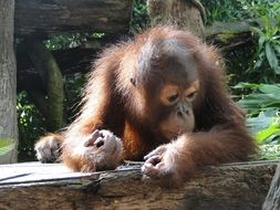 Cute wild baby orangutan