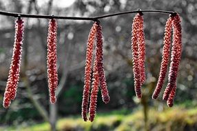 spring hazel on a blurred background