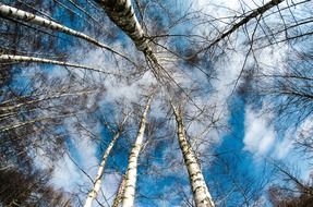 View from behind trees to sky