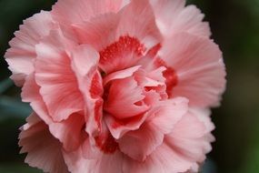 Pink carnation flower blossoms in the summer