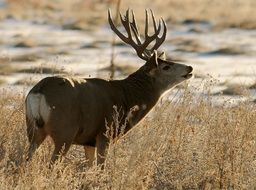 Deer on the field with dry grass