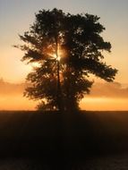 sunset through tree leaves