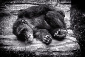 sleeping monkey chimpanse