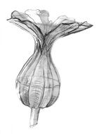 Pencil sketch of a flower