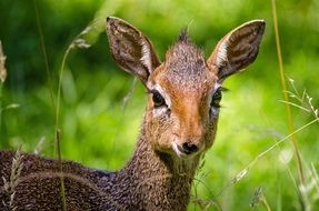 portrait of dik antelope in zoo