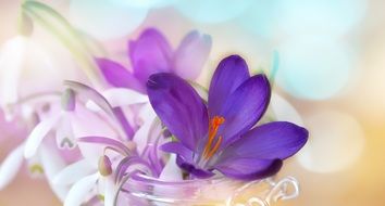 White and purple crocus flowers in spring