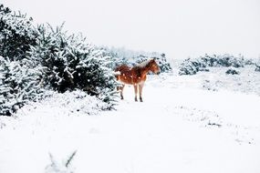 pony in a snowy landscape