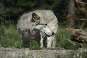 beautiful and delightful wolf animal