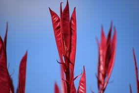 gentle charming red buds