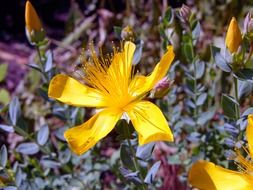yellow flowers Hypericum closeup