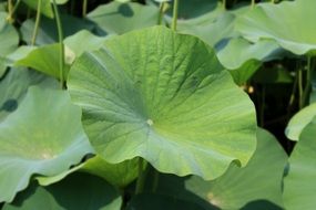 large leaves of lotus under the bright sun