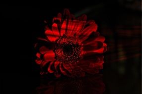 dark photo of red gerbera