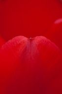 rose petal close up