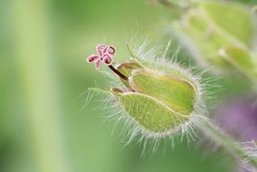 cranesbill close up