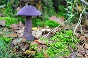 purple toxic mushroom