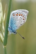 Blue butterfly on a leaf close up