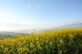 Yellow flowers on a snow mountain