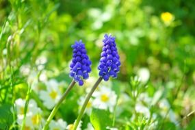 blue muscari blossom macro photo