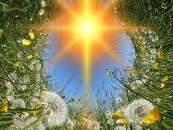 dandelions dandelion meadow sun