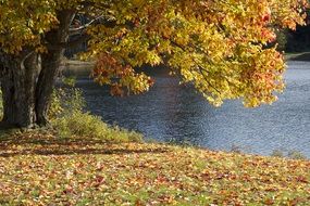 golden autumn over the lake