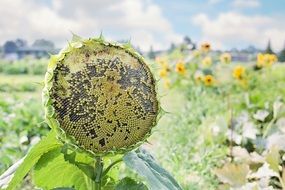 closeup photo of sunflower on sunny field flower