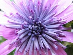 Close-up of the violet and pink Inflorescence of beautiful summer flower