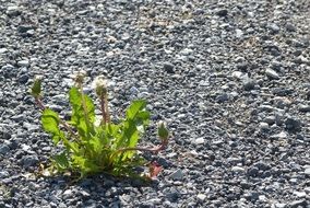 small dandelion flowers on the road