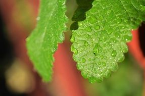 macro photo of the drops on a leaves
