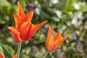 orange tulips in the garden
