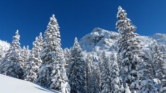 snow-covered spruce in the mountains on a sunny day