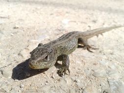 lizard in the desert close up