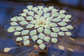 green aquatic plant on a pond