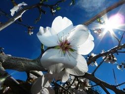 White almond tree flower under the sun rays