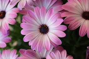white purple flowers