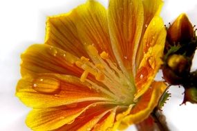 Inflorescence of bright yellow flower in water drops close-up