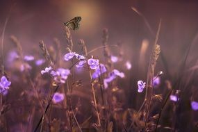 butterfly on a lilac flower in the meadow on a blurred background