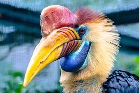 bird hornbill