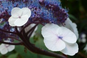 Picture of white and blue flowers in a garden