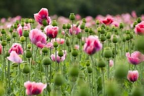 Pink poppy flowers on the meadow