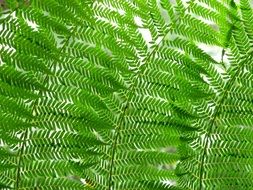 bright foliage of fern