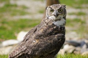 unmatched bird of prey