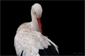 white stork black wall aback