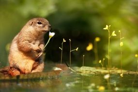 rodent is holding a white lily