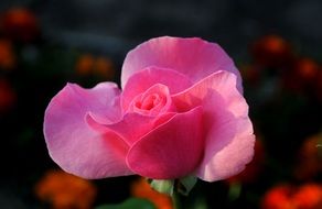 pink rose bud close-up