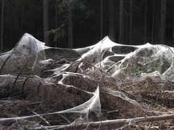 A lot of spider webs