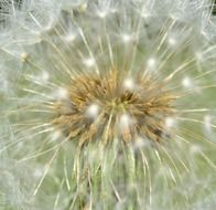 dandelion seeds on a flower