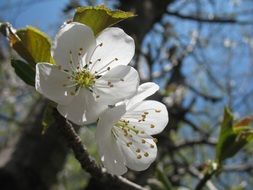 blossoms on a tree