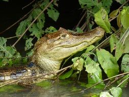 crocodile in the water near the branches in the jungle